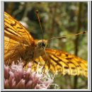 Argynnis paphia - Kaisermantel m03.jpg